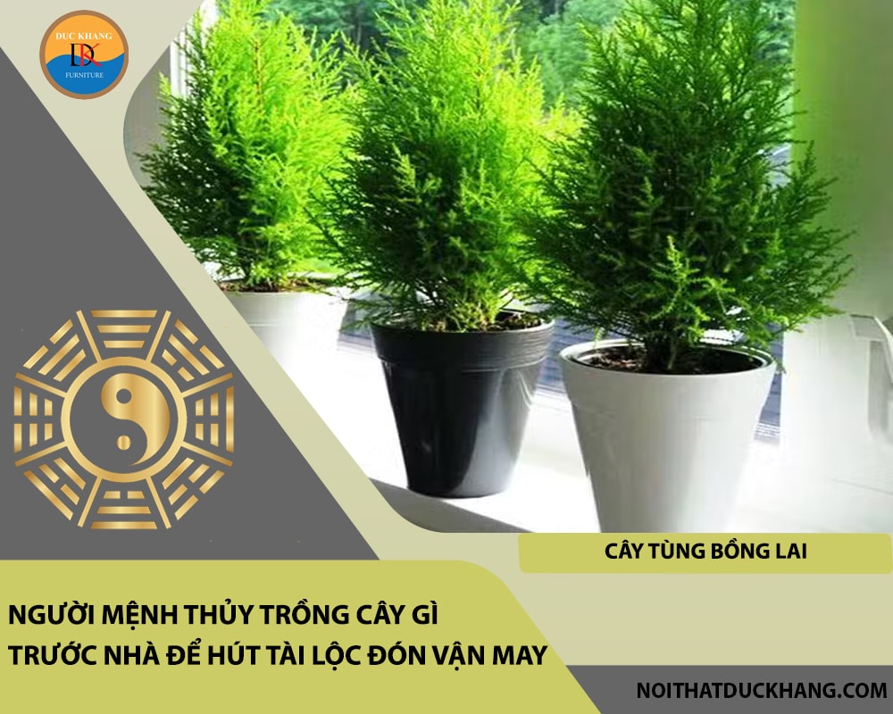 Người mệnh Thủy trồng cây gì trước nhà để hút tài lộc đón vận may - Cây tùng bồng lai Người mệnh Thủy trồng cây gì trước nhà để hút tài lộc đón vận may - Cây tùng bồng lai