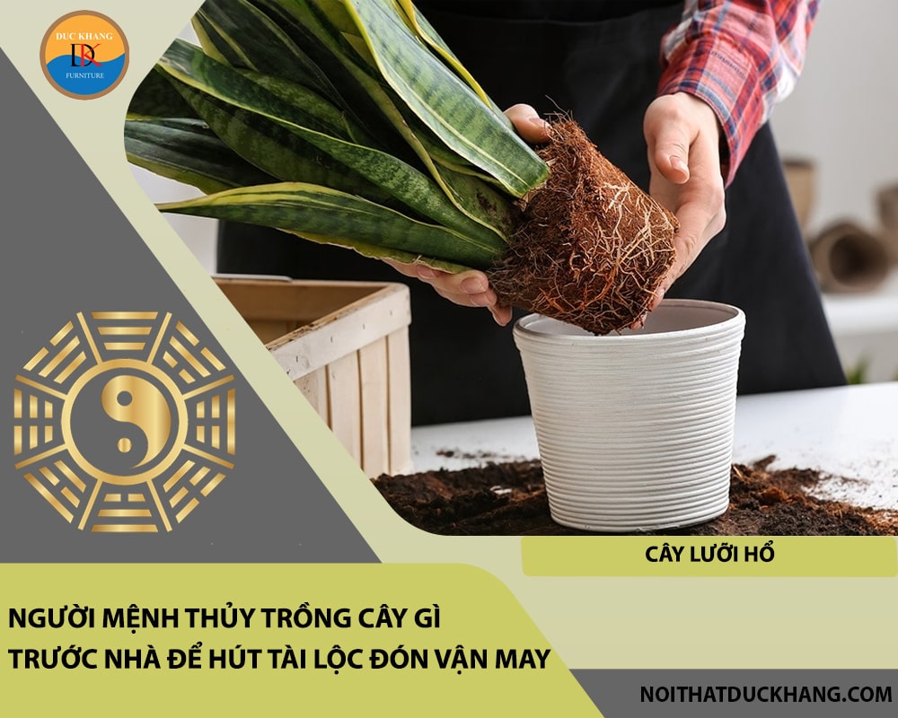 Người mệnh Thủy trồng cây gì trước nhà để hút tài lộc đón vận may - Cây lưỡi hổ Người mệnh Thủy trồng cây gì trước nhà để hút tài lộc đón vận may - Cây lưỡi hổ