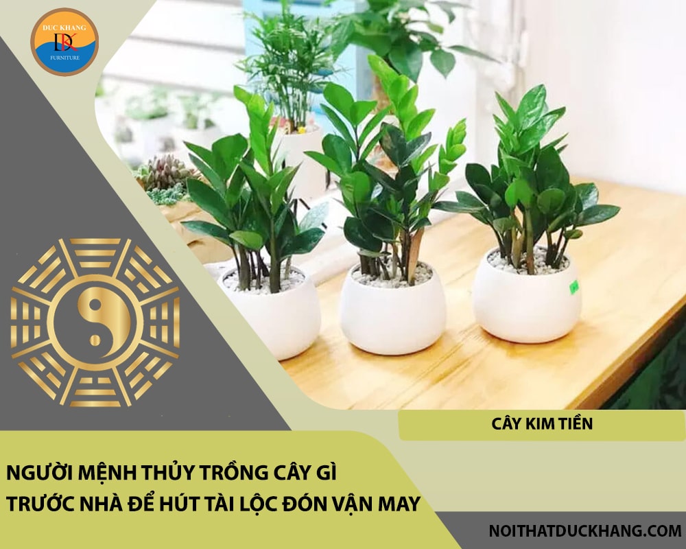 Người mệnh Thủy trồng cây gì trước nhà để hút tài lộc đón vận may - Cây kim tiền Người mệnh Thủy trồng cây gì trước nhà để hút tài lộc đón vận may - Cây kim tiền