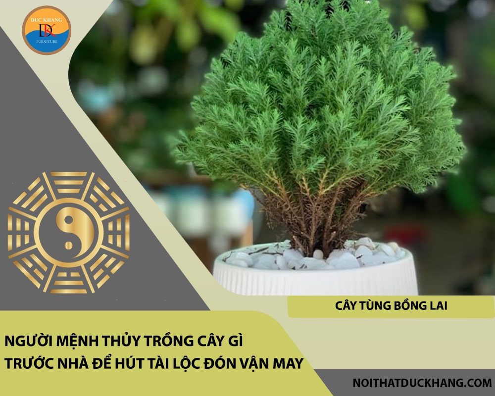 Người mệnh Thủy trồng cây gì trước nhà để hút tài lộc đón vận may - Cây tùng bồng lai Người mệnh Thủy trồng cây gì trước nhà để hút tài lộc đón vận may - Cây tùng bồng lai