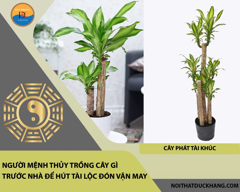Người mệnh Thủy trồng cây gì trước nhà để hút tài lộc đón vận may - Cây phát tài khúc Người mệnh Thủy trồng cây gì trước nhà để hút tài lộc đón vận may - Cây phát tài khúc
