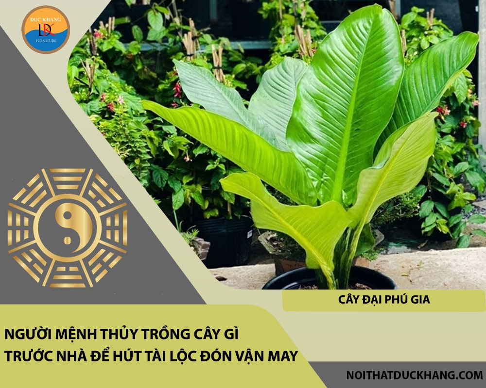 Người mệnh Thủy trồng cây gì trước nhà để hút tài lộc đón vận may - Cây đại phú gia Người mệnh Thủy trồng cây gì trước nhà để hút tài lộc đón vận may - Cây đại phú gia