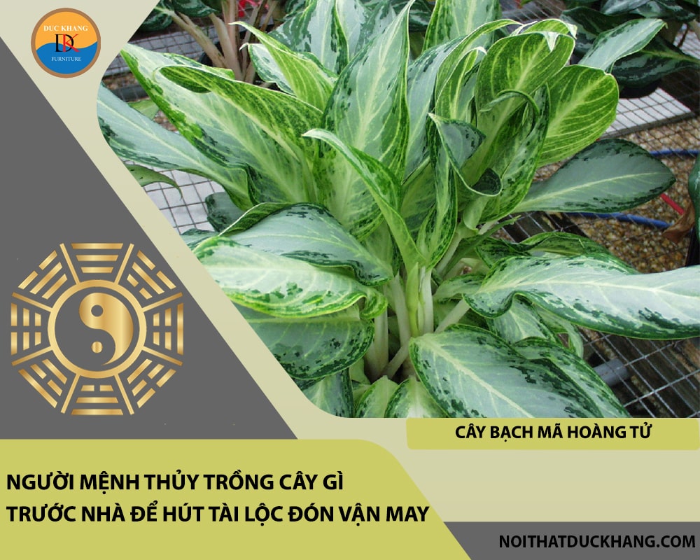Người mệnh Thủy trồng cây gì trước nhà để hút tài lộc đón vận may - Cây bạch mã hoàng tử Người mệnh Thủy trồng cây gì trước nhà để hút tài lộc đón vận may - Cây bạch mã hoàng tử