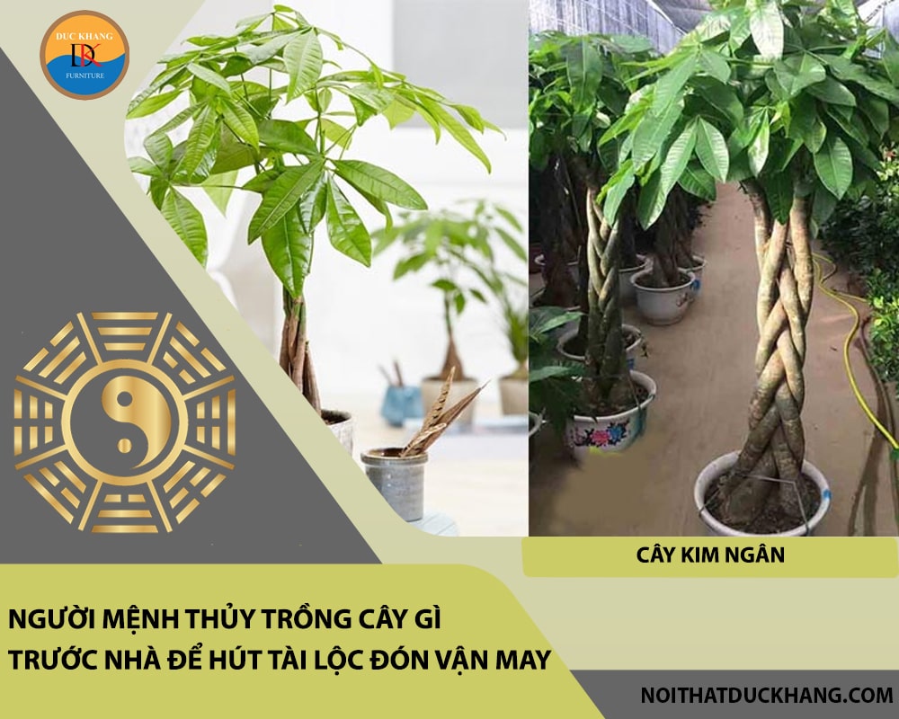 Người mệnh Thủy trồng cây gì trước nhà để hút tài lộc đón vận may - Cây kim ngân Người mệnh Thủy trồng cây gì trước nhà để hút tài lộc đón vận may - Cây kim ngân
