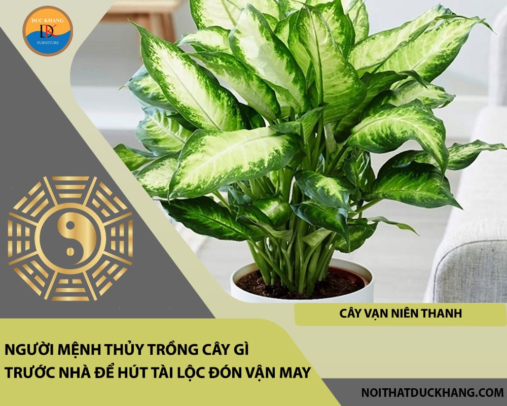 Người mệnh Thủy trồng cây gì trước nhà để hút tài lộc đón vận may - Cây vạn niên thanh Người mệnh Thủy trồng cây gì trước nhà để hút tài lộc đón vận may - Cây vạn niên thanh