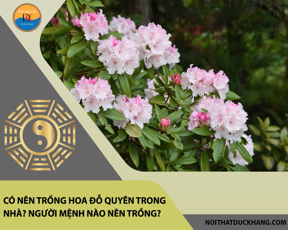 Có nên trồng hoa đỗ quyên trong nhà? Người mệnh nào nên trồng?