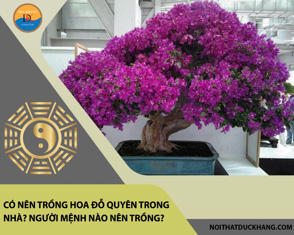 Có nên trồng hoa đỗ quyên trong nhà? Người mệnh nào nên trồng?
