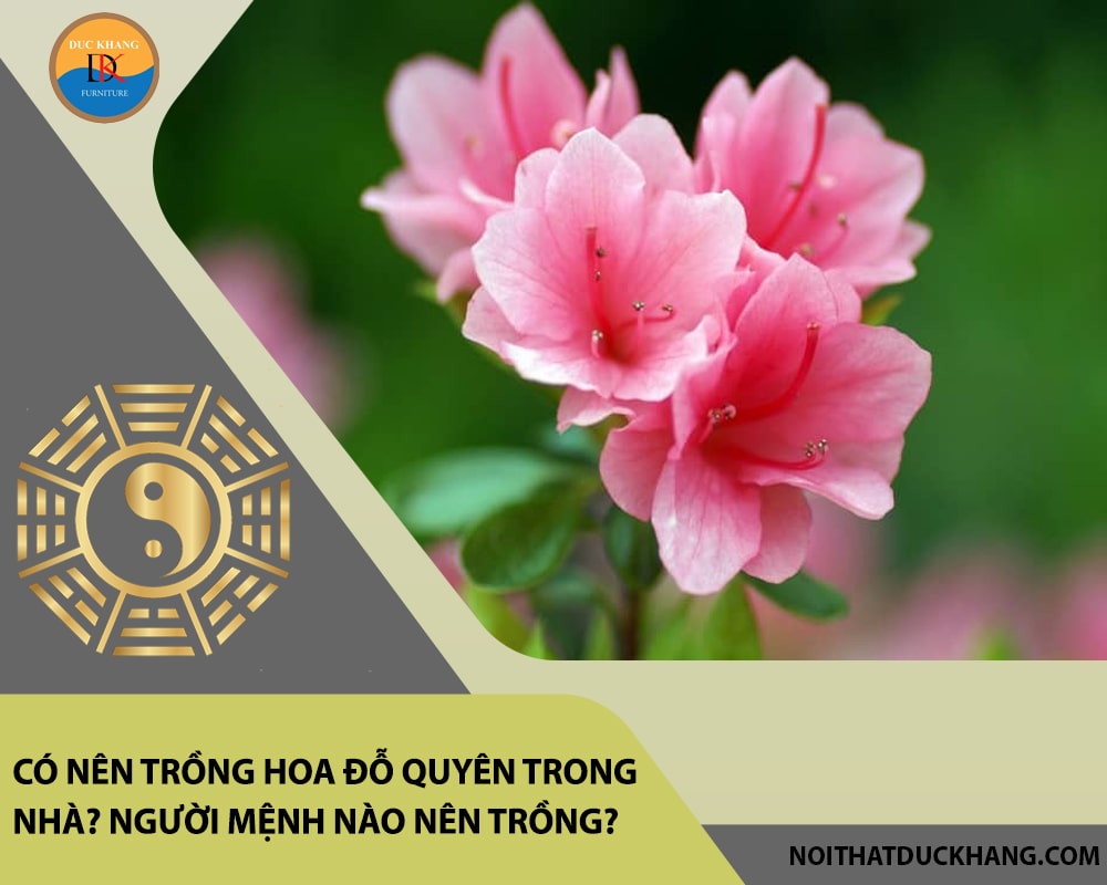 Có nên trồng hoa đỗ quyên trong nhà? Người mệnh nào nên trồng?