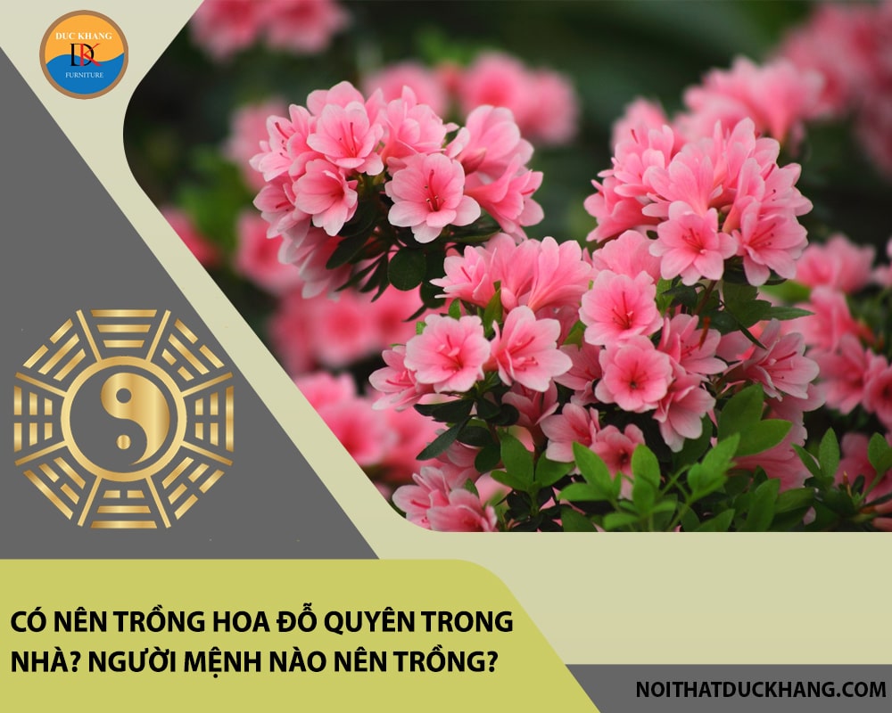 Có nên trồng hoa đỗ quyên trong nhà? Người mệnh nào nên trồng?