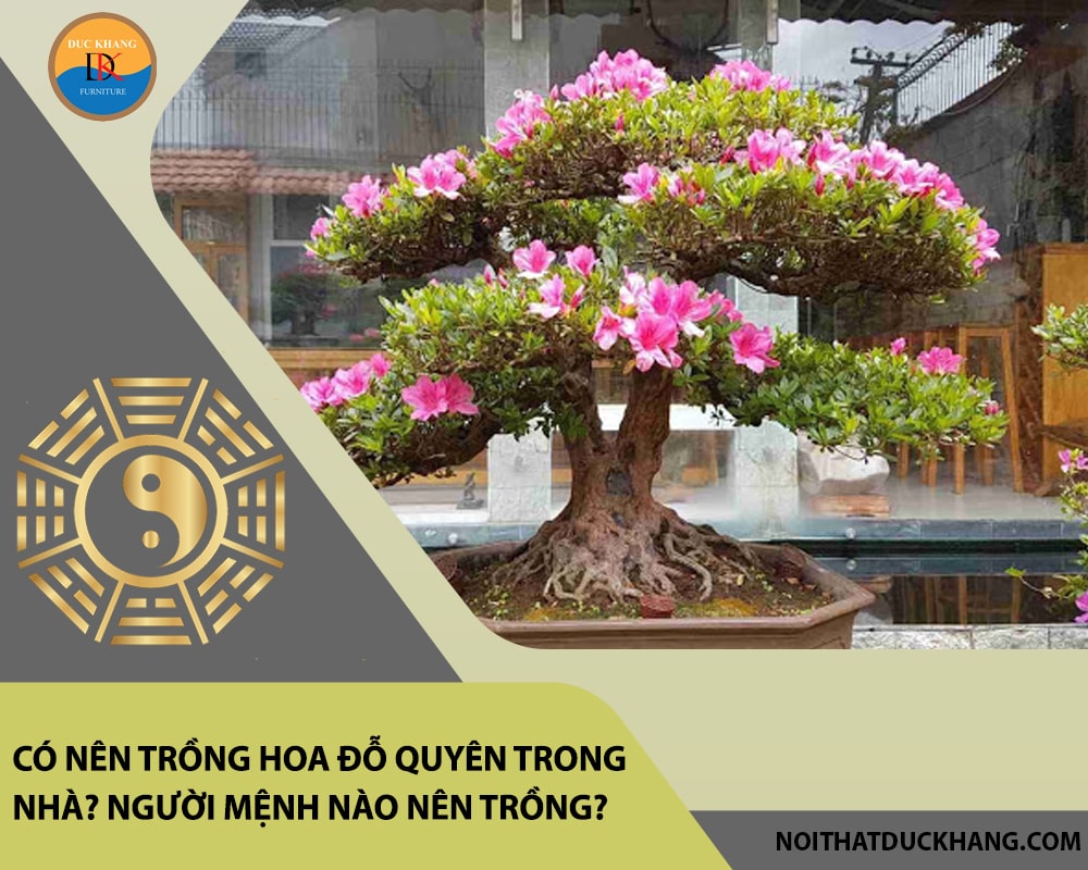 Có nên trồng hoa đỗ quyên trong nhà? Người mệnh nào nên trồng?