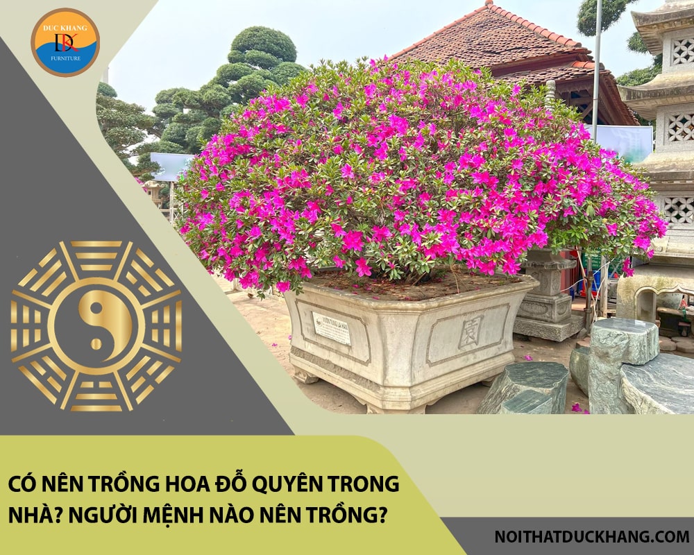 Có nên trồng hoa đỗ quyên trong nhà? Người mệnh nào nên trồng?