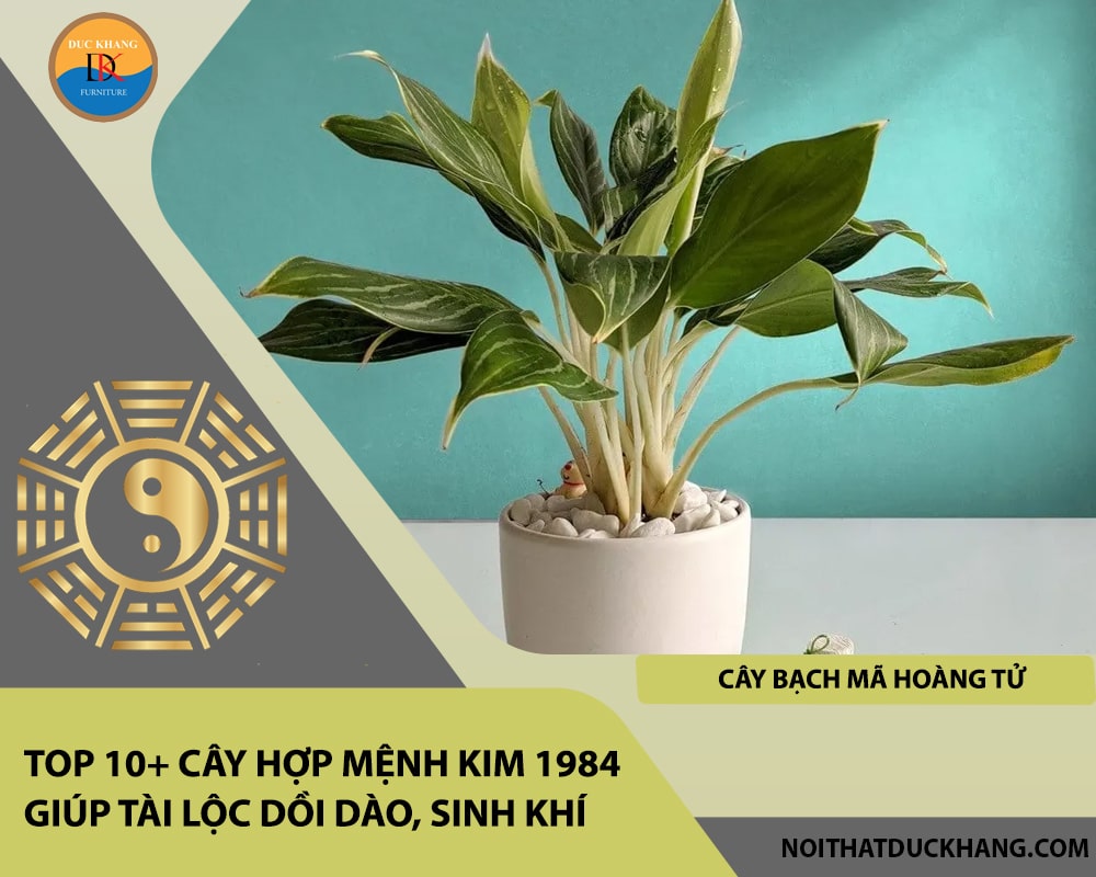 Top 10+ cây hợp mệnh Kim 1984 giúp tài lộc dồi dào, sinh khí - Cây Bạch Mã Hoàng Tử