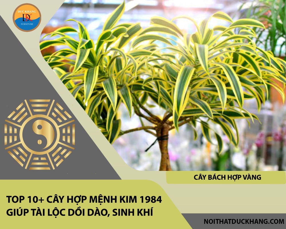 Top 10+ cây hợp mệnh Kim 1984 giúp tài lộc dồi dào, sinh khí - Cây Bách Hợp Vàng