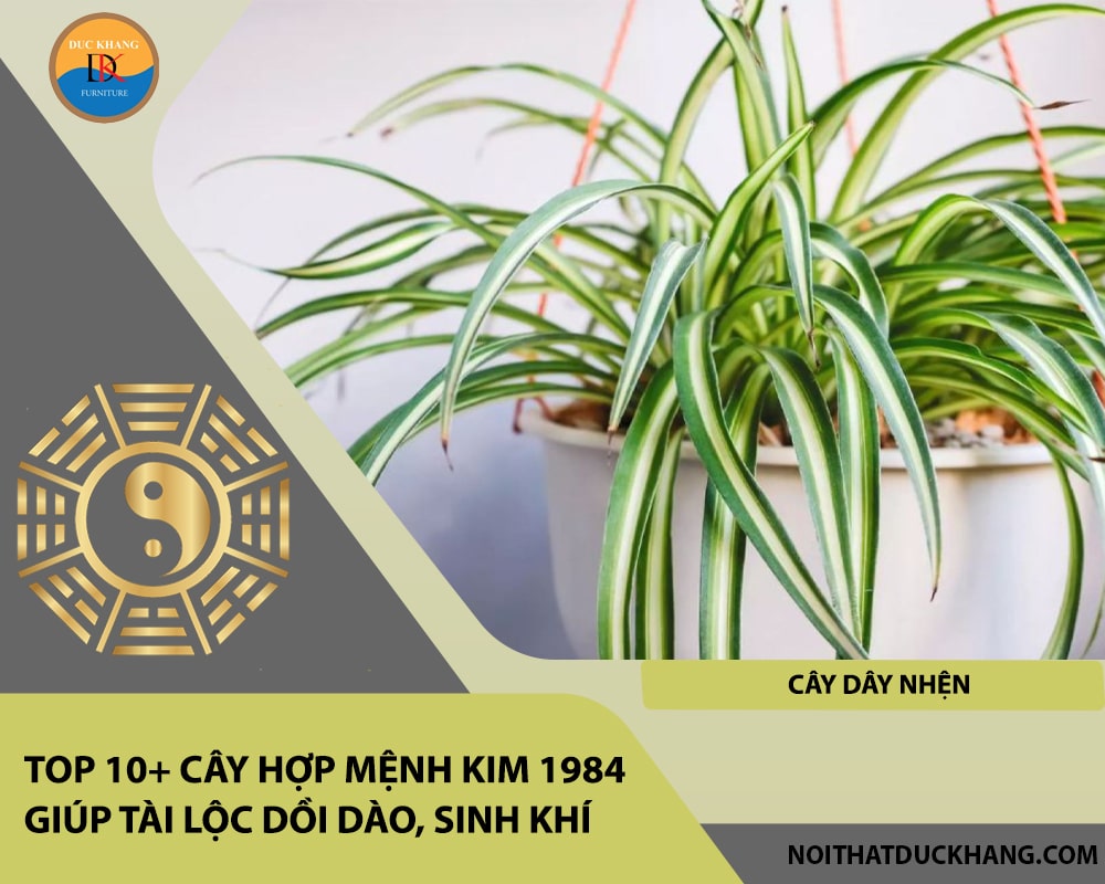 Top 10+ cây hợp mệnh Kim 1984 giúp tài lộc dồi dào, sinh khí - Cây dây nhện