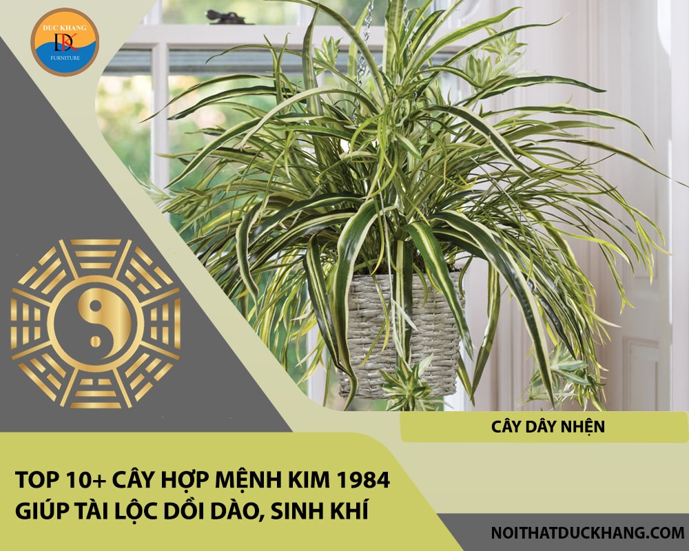 Top 10+ cây hợp mệnh Kim 1984 giúp tài lộc dồi dào, sinh khí - Cây Dây Nhện