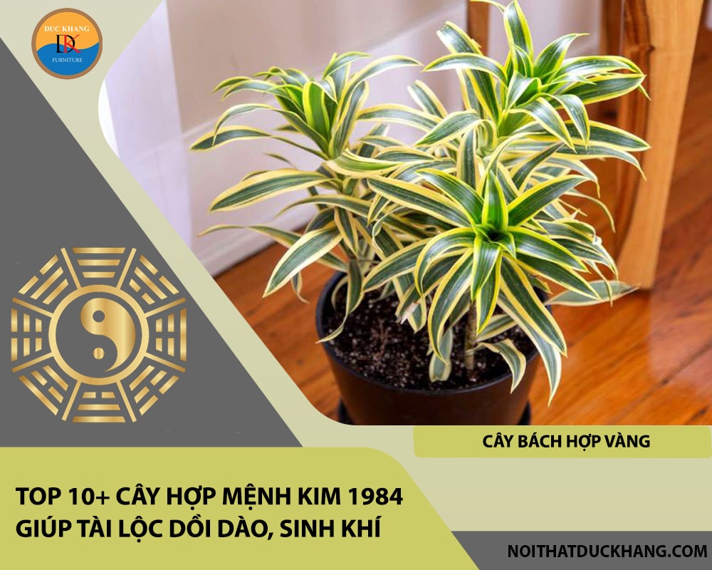 Top 10+ cây hợp mệnh Kim 1984 giúp tài lộc dồi dào, sinh khí