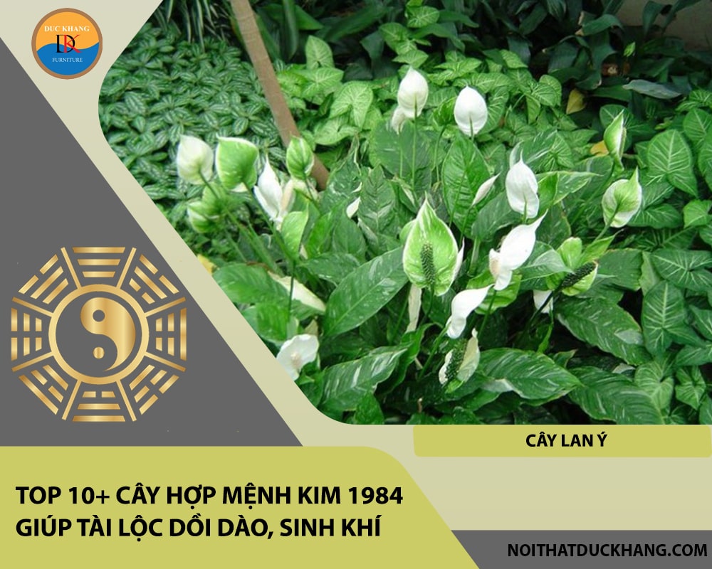 Top 10+ cây hợp mệnh Kim 1984 giúp tài lộc dồi dào, sinh khí - Cây Lan Ý
