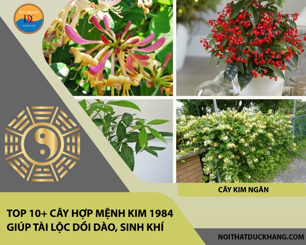 Top 10+ cây hợp mệnh Kim 1984 giúp tài lộc dồi dào, sinh khí - Cây Kim Ngân