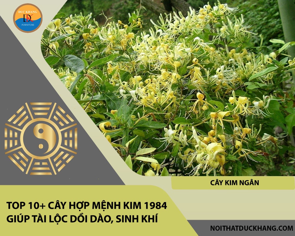 Top 10+ cây hợp mệnh Kim 1984 giúp tài lộc dồi dào, sinh khí - Cây kim ngân