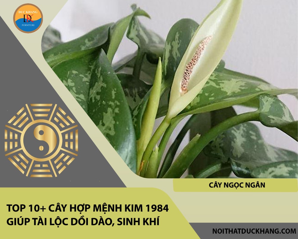 Top 10+ cây hợp mệnh Kim 1984 giúp tài lộc dồi dào, sinh khí - Cây Ngọc Ngân