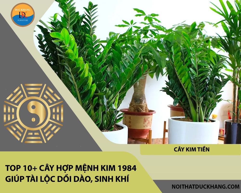 Top 10+ cây hợp mệnh Kim 1984 giúp tài lộc dồi dào, sinh khí - Cây Kim Tiền