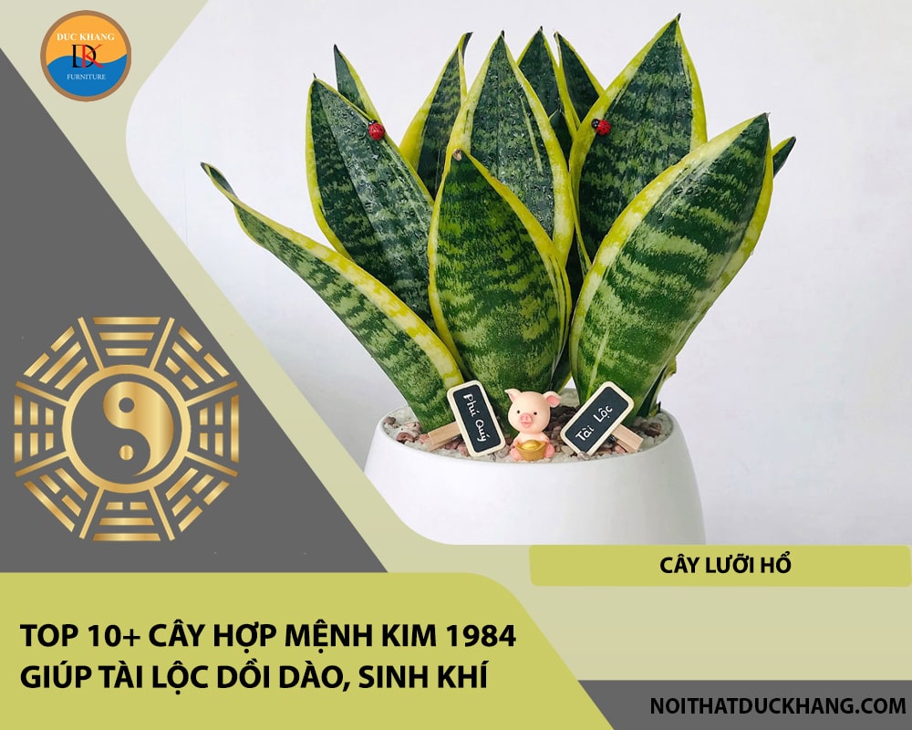 Top 10+ cây hợp mệnh Kim 1984 giúp tài lộc dồi dào, sinh khí - Cây Lưỡi Hổ