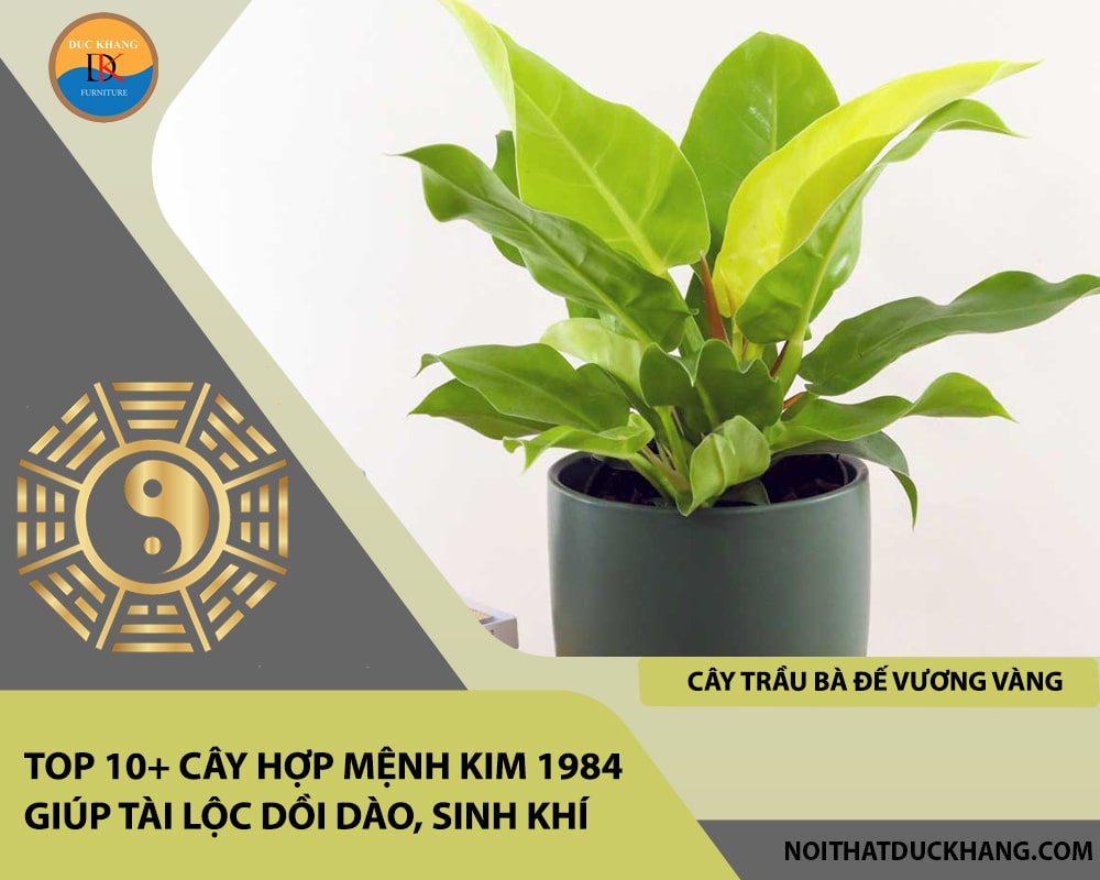 Top 10+ cây hợp mệnh Kim 1984 giúp tài lộc dồi dào, sinh khí - Cây Trầu Bà Đế Vương Vàng