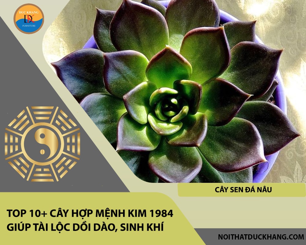 Top 10+ cây hợp mệnh Kim 1984 giúp tài lộc dồi dào, sinh khí - Cây Sen Đá Nâu