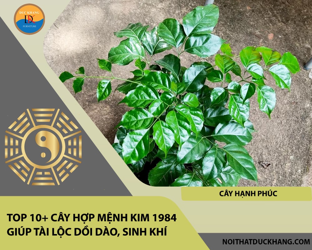 Top 10+ cây hợp mệnh Kim 1984 giúp tài lộc dồi dào, sinh khí - Cây Hạnh Phúc