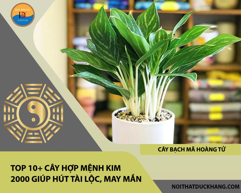 Top 10+ cây hợp mệnh Kim 2000 giúp hút tài lộc, may mắn - Cây Bạch Mã Hoàng Tử