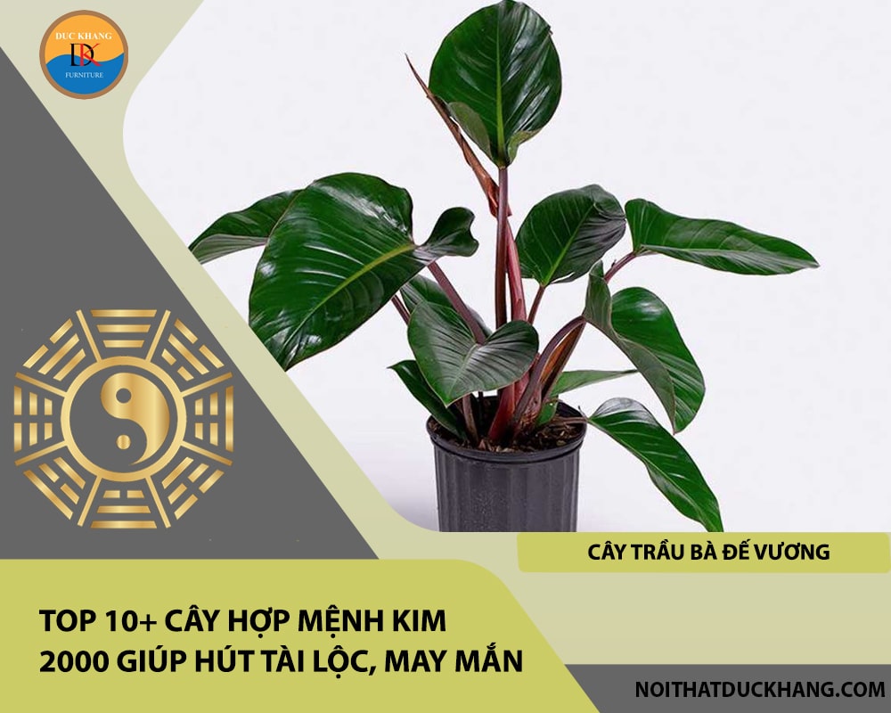 Top 10+ cây hợp mệnh Kim 2000 giúp hút tài lộc, may mắn - Cây Trầu Bà Đế Vương