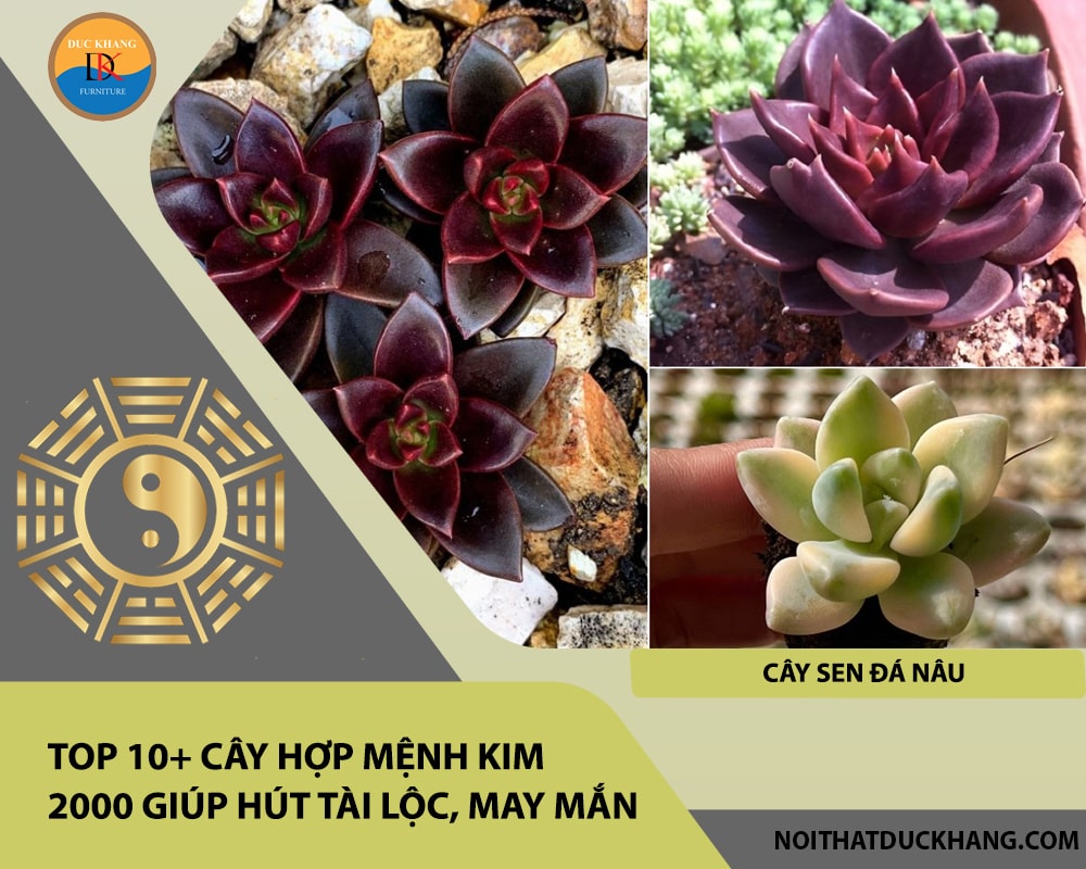 Top 10+ cây hợp mệnh Kim 2000 giúp hút tài lộc, may mắn - Cây Sen Đá Nâu
