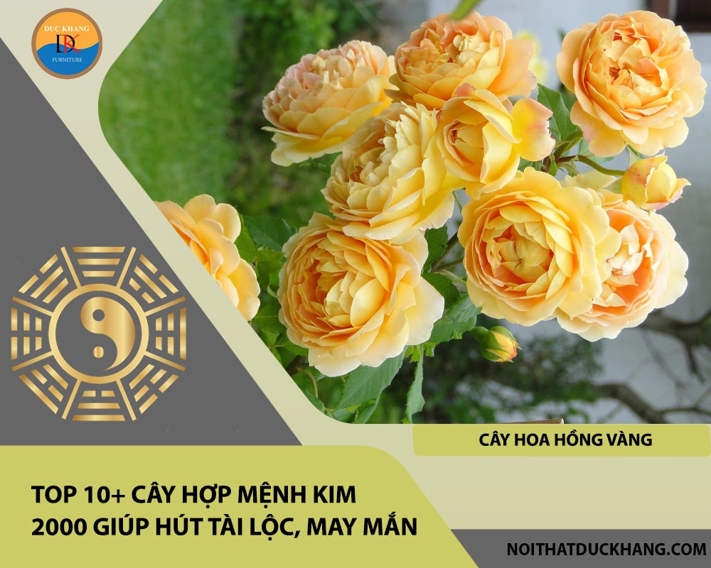 Top 10+ cây hợp mệnh Kim 2000 giúp hút tài lộc, may mắn - Cây Hoa Hồng Vàng