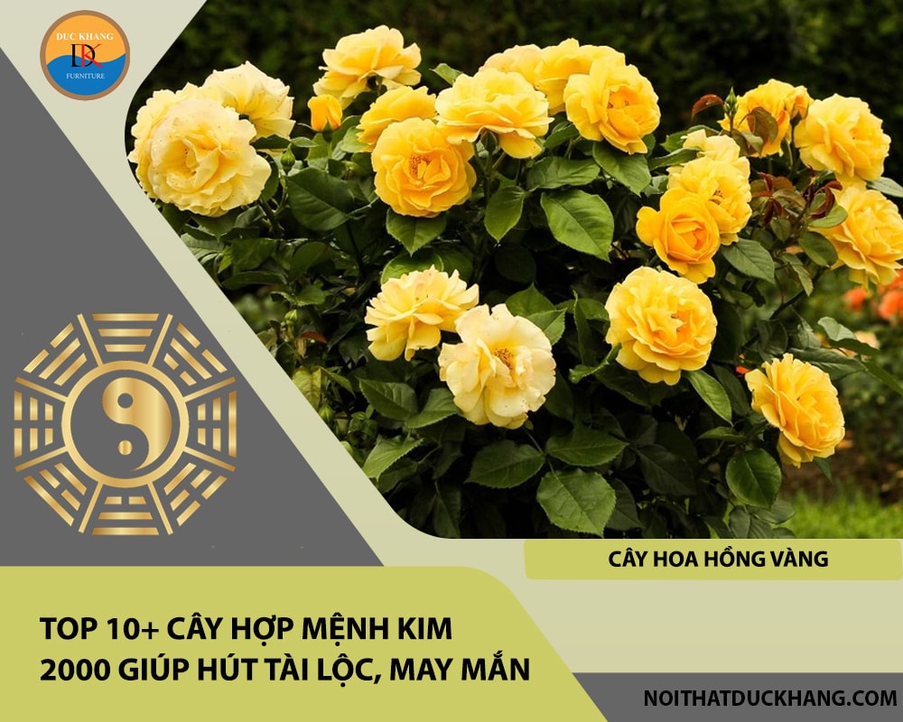Top 10+ cây hợp mệnh Kim 2000 giúp hút tài lộc, may mắn