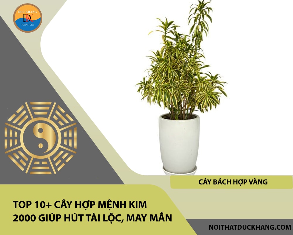 Top 10+ cây hợp mệnh Kim 2000 giúp hút tài lộc, may mắn - Cây Bách Hợp Vàng