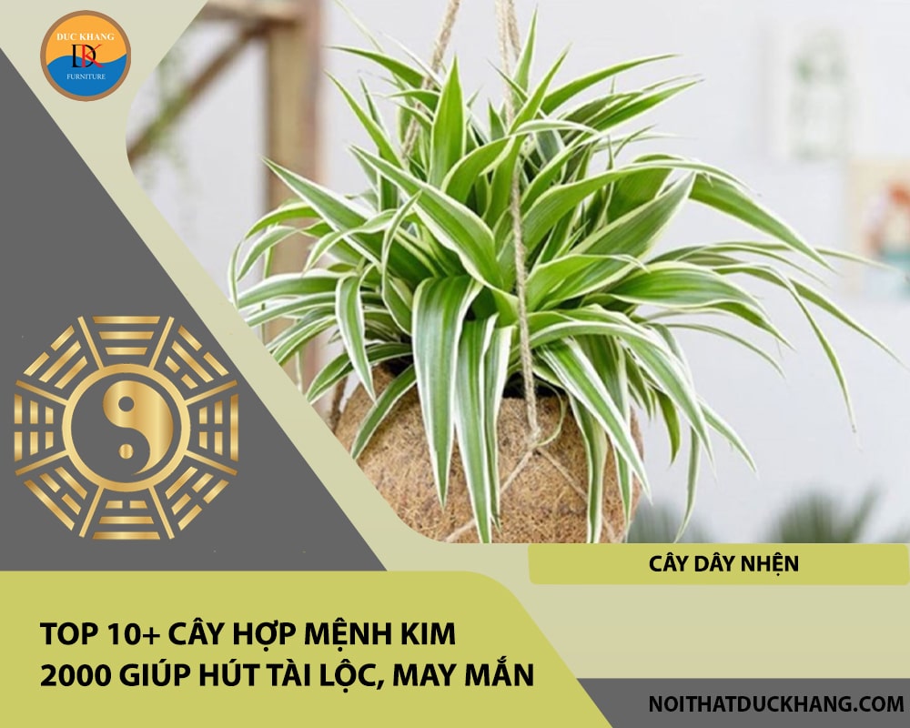 Top 10+ cây hợp mệnh Kim 2000 giúp hút tài lộc, may mắn - Cây Dây Nhện