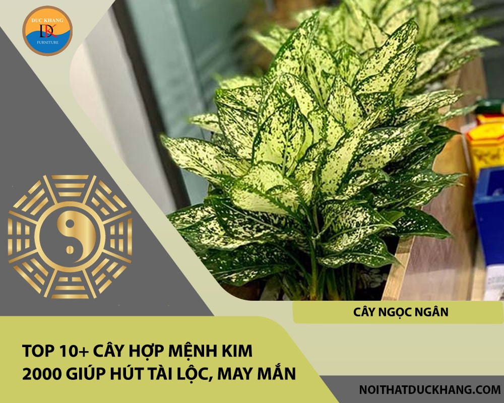 Top 10+ cây hợp mệnh Kim 2000 giúp hút tài lộc, may mắn - Cây Ngọc Ngân