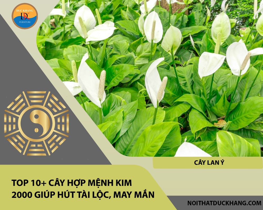 Top 10+ cây hợp mệnh Kim 2000 giúp hút tài lộc, may mắn - Cây Lan Ý