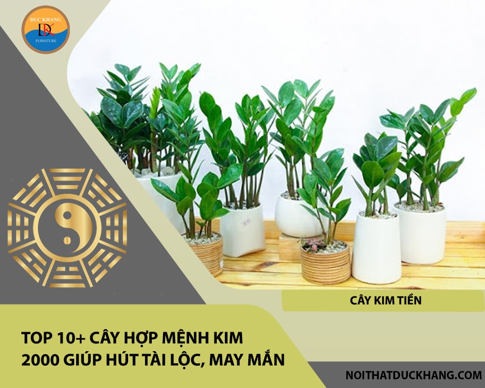 Top 10+ cây hợp mệnh Kim 2000 giúp hút tài lộc, may mắn - Cây Kim Tiền