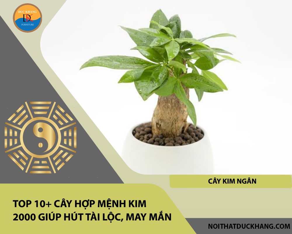 Top 10+ cây hợp mệnh Kim 2000 giúp hút tài lộc, may mắn - Cây Kim Ngân