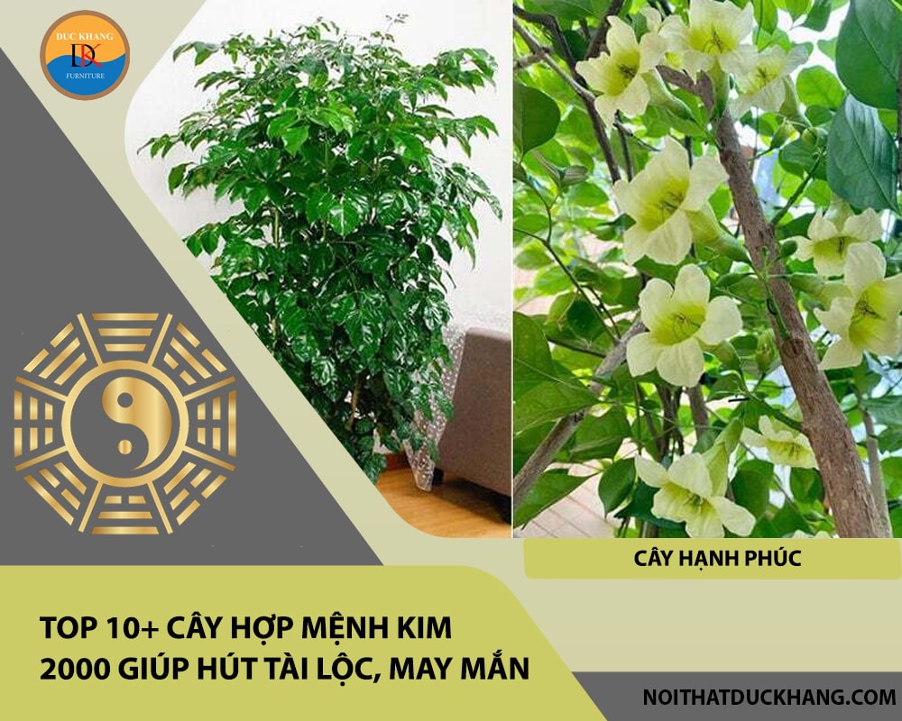Top 10+ cây hợp mệnh Kim 2000 giúp hút tài lộc, may mắn - Cây Hạnh Phúc