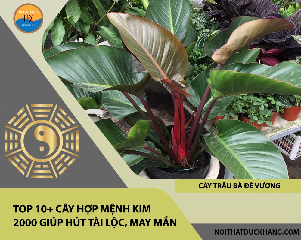 Top 10+ cây hợp mệnh Kim 2000 giúp hút tài lộc, may mắn - Cây trầu bà đế vương