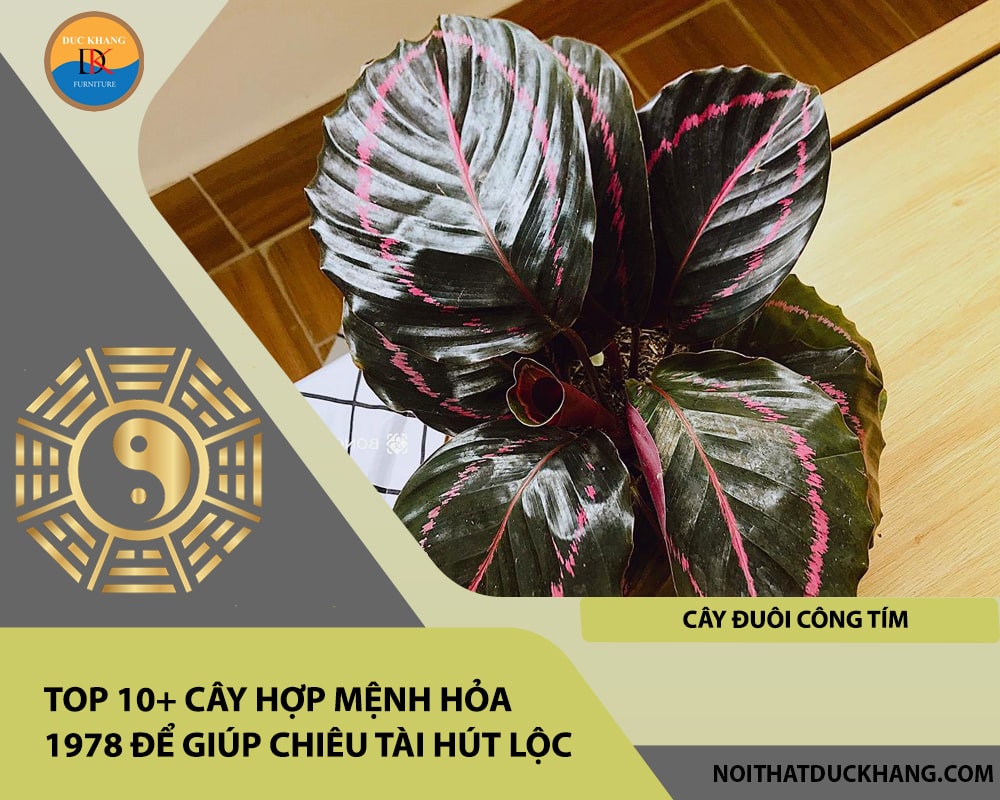 Top 10+ cây hợp mệnh Hỏa 1978 để giúp chiêu tài hút lộc - Cây đuôi công tím