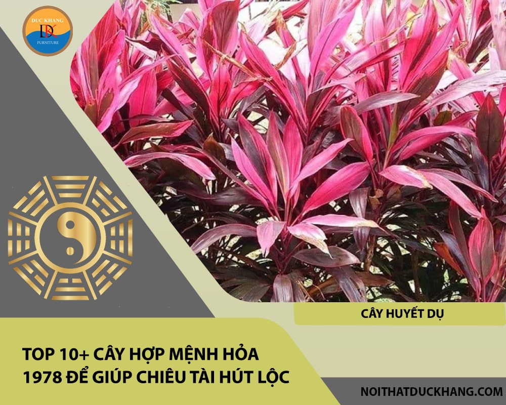 Top 10+ cây hợp mệnh Hỏa 1978 để giúp chiêu tài hút lộc - Cây huyết dụ