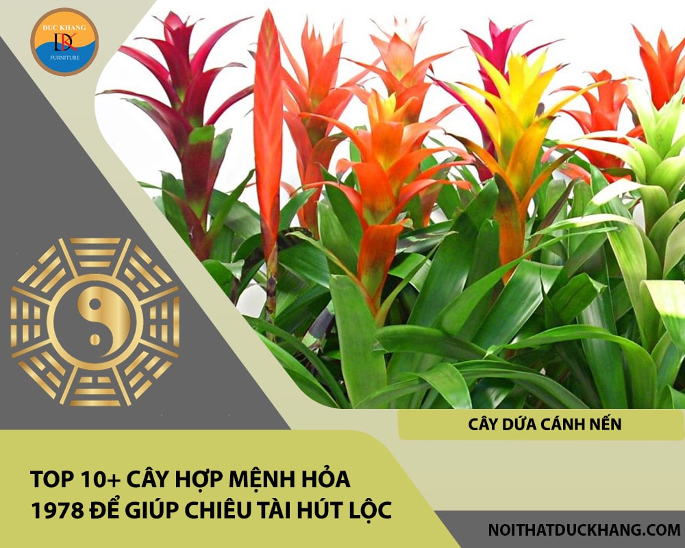 Top 10+ cây hợp mệnh Hỏa 1978 để giúp chiêu tài hút lộc - Cây dứa cánh nến