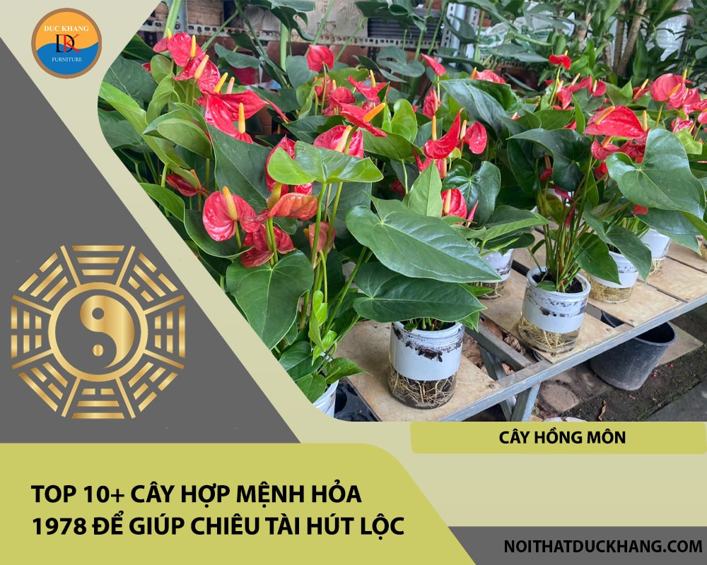 Top 10+ cây hợp mệnh Hỏa 1978 để giúp chiêu tài hút lộc - Cây hồng môn