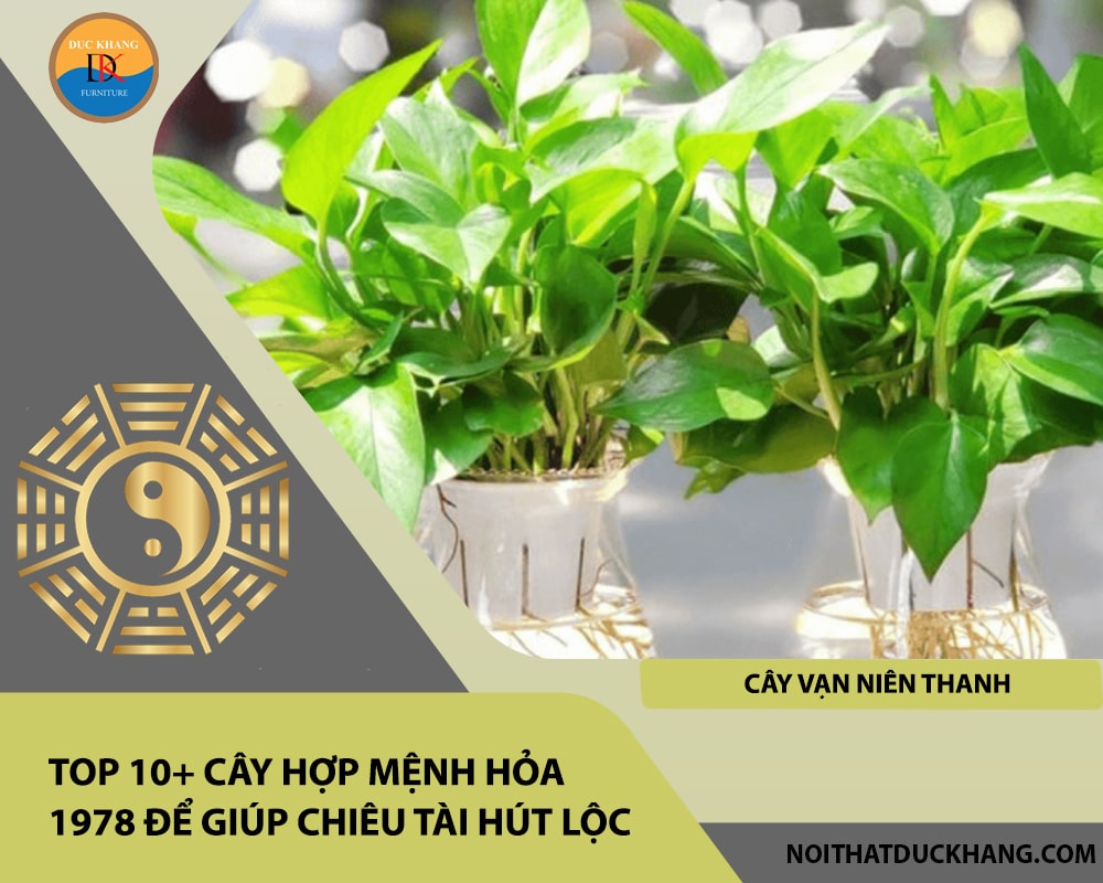 Top 10+ cây hợp mệnh Hỏa 1978 để giúp chiêu tài hút lộc - Cây vạn niên thanh