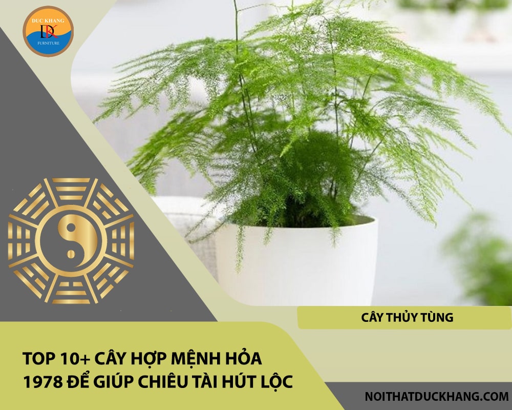 Top 10+ cây hợp mệnh Hỏa 1978 để giúp chiêu tài hút lộc - Cây thủy tùng