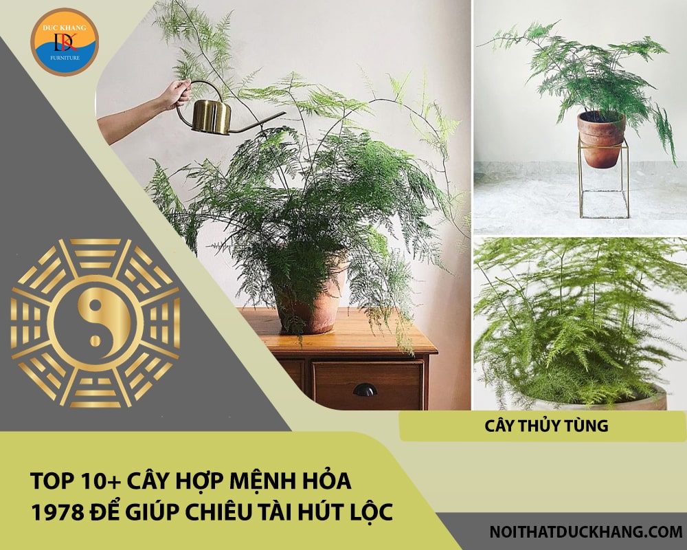 Top 10+ cây hợp mệnh Hỏa 1978 để giúp chiêu tài hút lộc - Cây thủy tùng