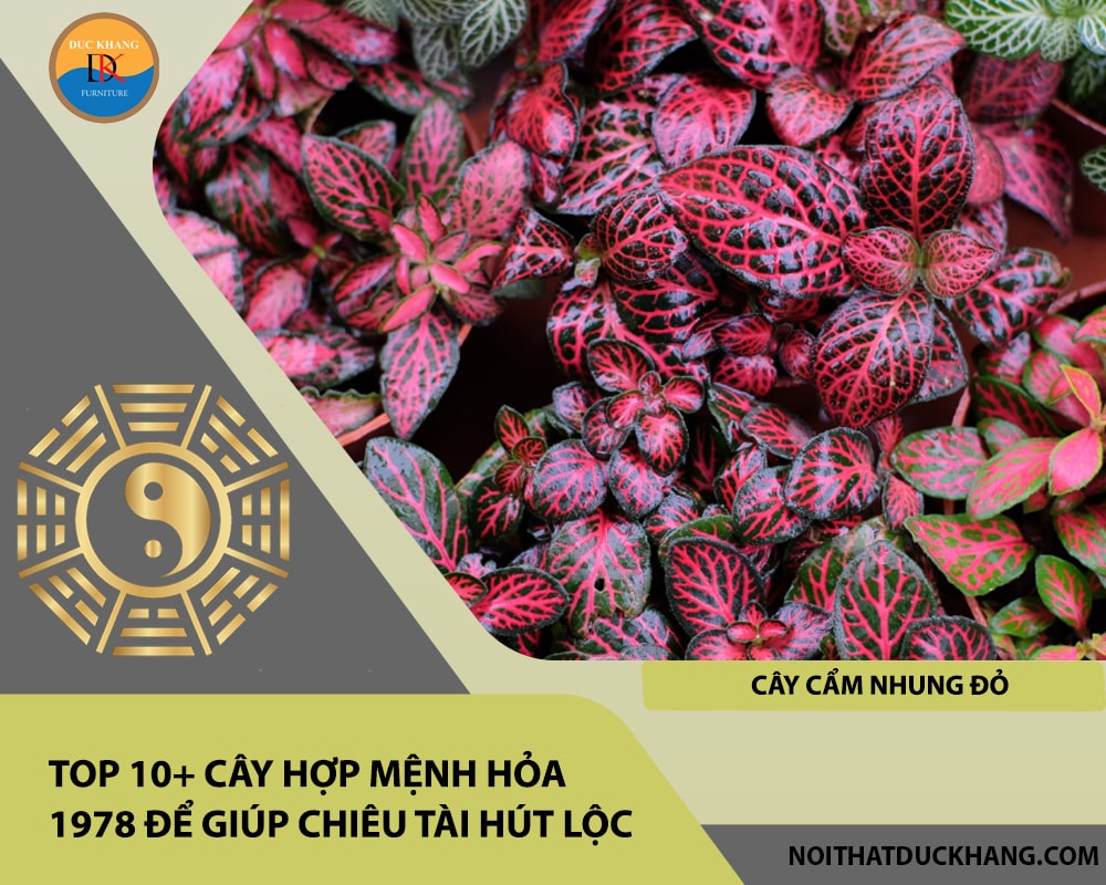 Top 10+ cây hợp mệnh Hỏa 1978 để giúp chiêu tài hút lộc - Cây cẩm nhung đỏ